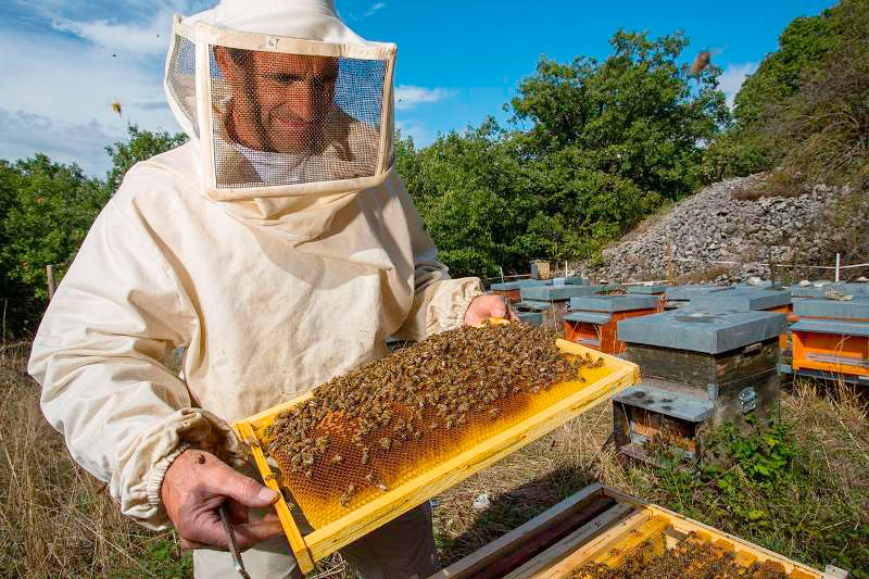 Почему многие пчеловоды предпочитают именно куботейнеры?